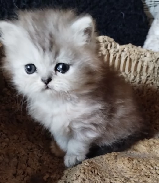 Gattino cucciolo di persiani MASCHIO | Foto 4
