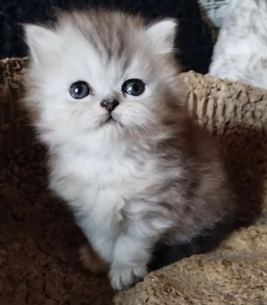 Gattino cucciolo di persiani MASCHIO | Foto 3