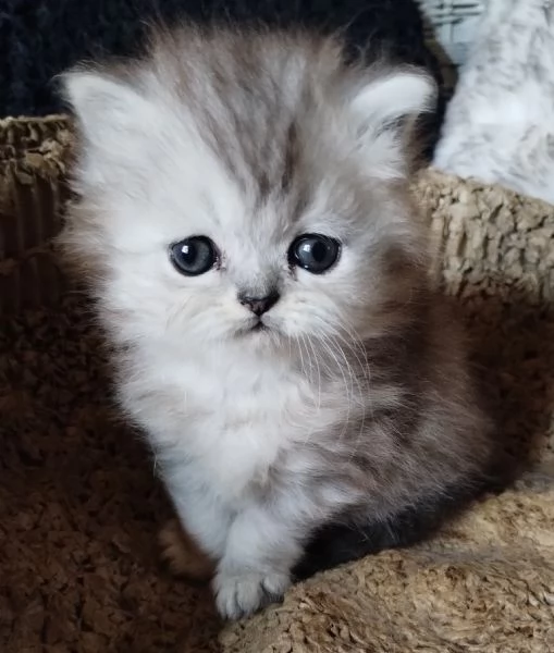 Gattino cucciolo di persiani MASCHIO