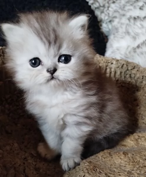 Gattino cucciolo di persiani MASCHIO | Foto 2