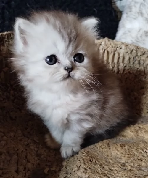 Gattino cucciolo di persiani MASCHIO | Foto 1