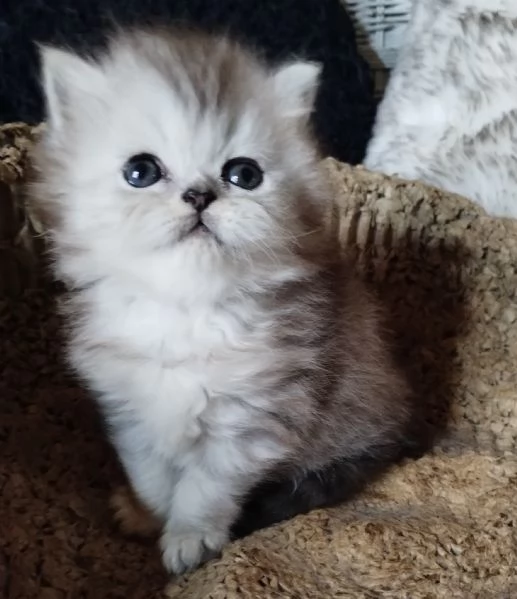 Gattino cucciolo di persiani MASCHIO | Foto 0