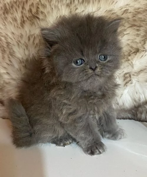 Gattina cucciola di persiani femmina 