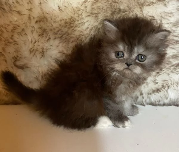 Gattina femmina dolce cucciola di gatti persiani  | Foto 6