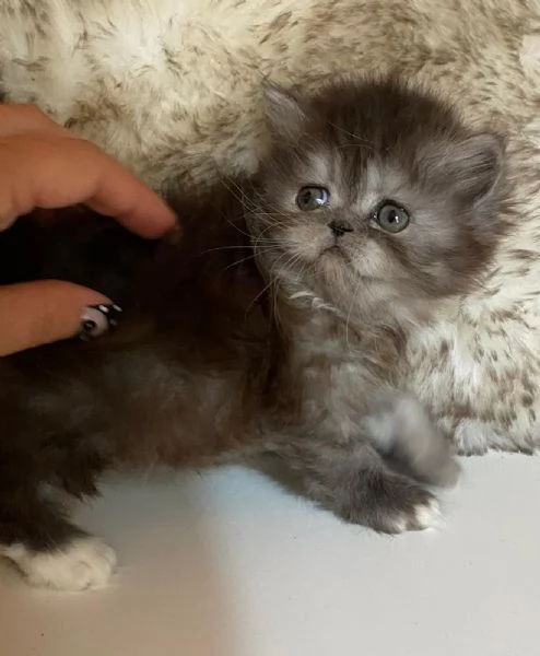 Gattina femmina dolce cucciola di gatti persiani  | Foto 5