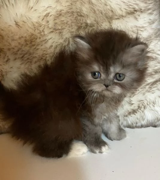 Gattina femmina dolce cucciola di gatti persiani  | Foto 4