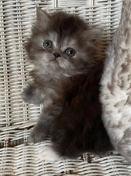 Gattina femmina dolce cucciola di gatti persiani  | Foto 3