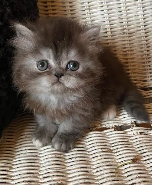 Gattina femmina dolce cucciola di gatti persiani 