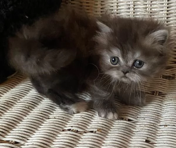 Gattina femmina dolce cucciola di gatti persiani  | Foto 2