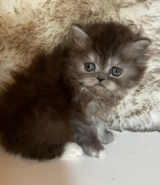 Gattina femmina dolce cucciola di gatti persiani  | Foto 1