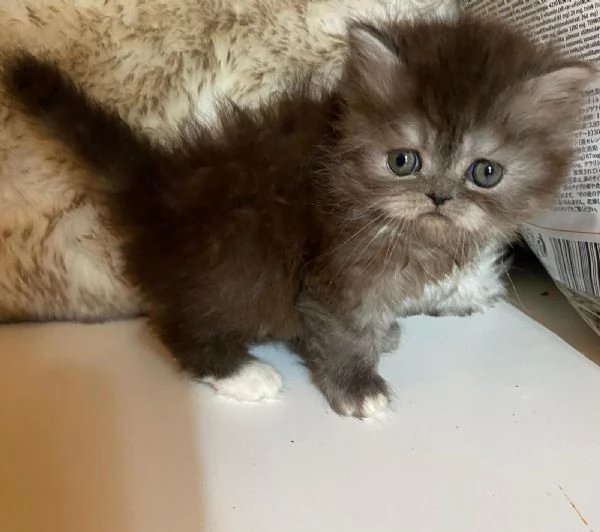 Gattina femmina dolce cucciola di gatti persiani  | Foto 0