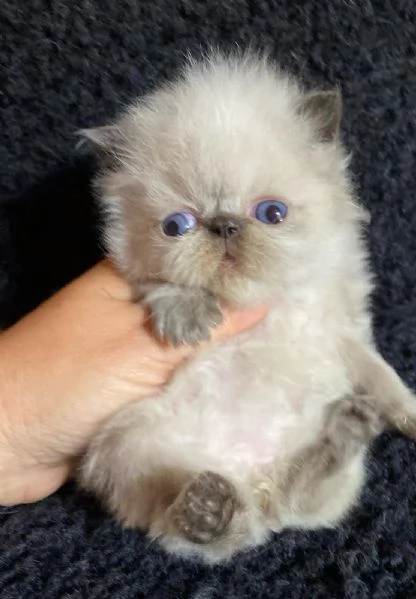 Gattino colore point occhi azzurri persiano maschio 
