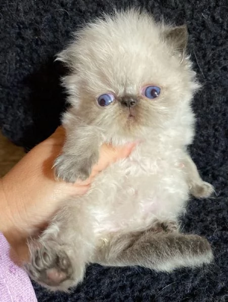 Gattino colore point occhi azzurri persiano maschio  | Foto 4