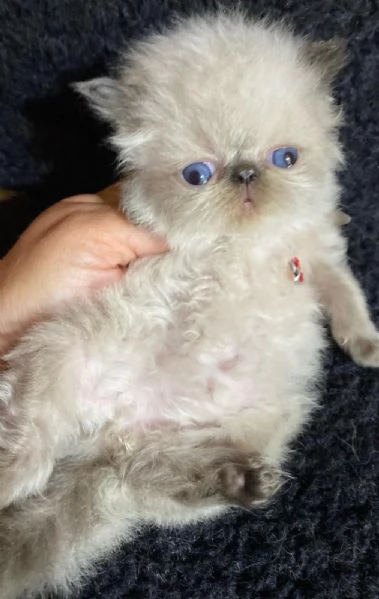 Gattino colore point occhi azzurri persiano maschio  | Foto 3