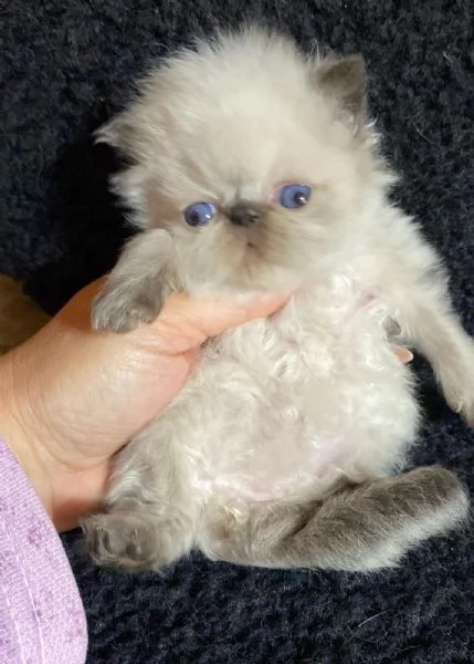 Gattino colore point occhi azzurri persiano maschio  | Foto 2