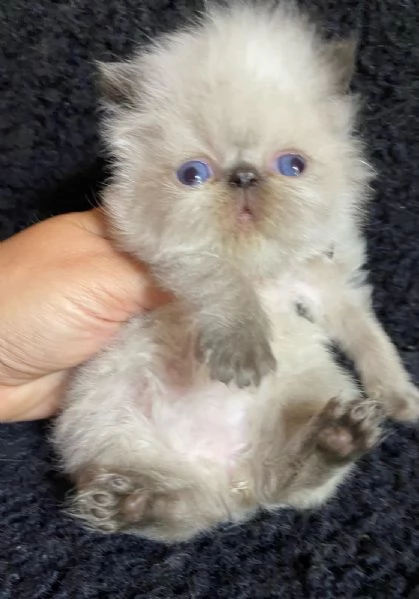 Gattino colore point occhi azzurri persiano maschio  | Foto 1