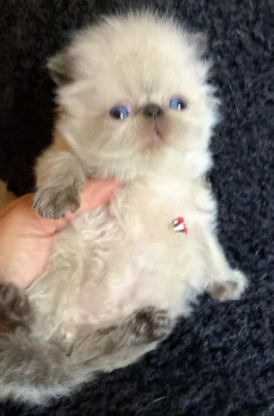 Gattino colore point occhi azzurri persiano maschio  | Foto 0