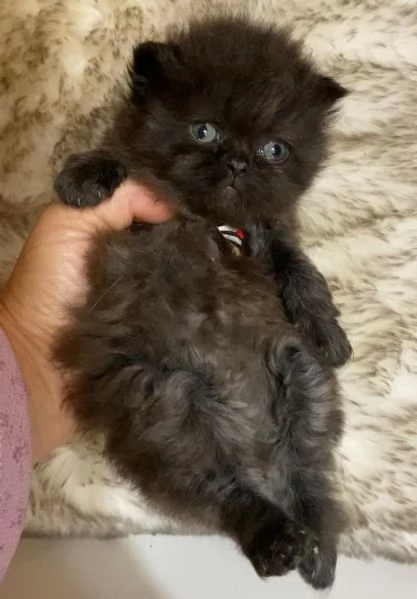 Gattina nera cucciola di persiano Femmina | Foto 4