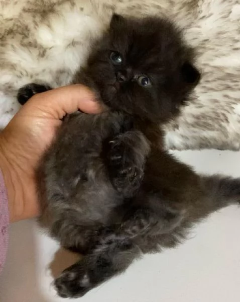 Gattina nera cucciola di persiano Femmina | Foto 3