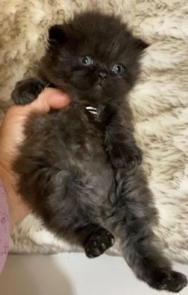 Gattina nera cucciola di persiano Femmina