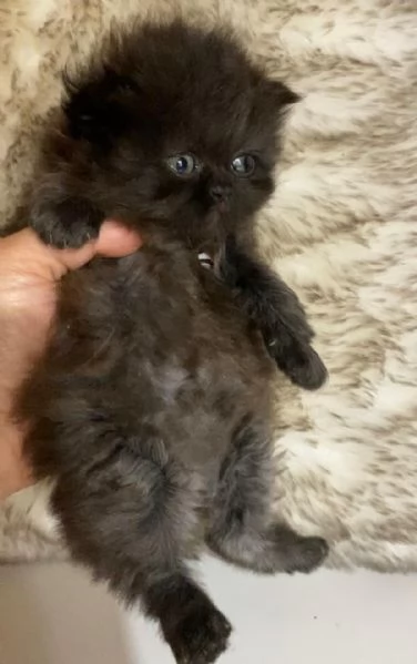 Gattina nera cucciola di persiano Femmina | Foto 2