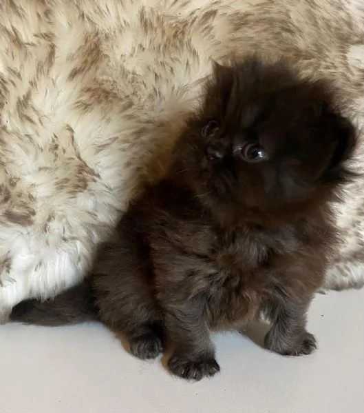 Gattina nera cucciola di persiano Femmina | Foto 1
