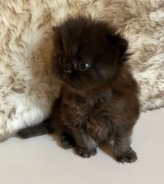 Gattina nera cucciola di persiano Femmina | Foto 0