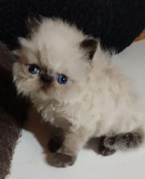 Gattino persiano ipertipico  | Foto 3