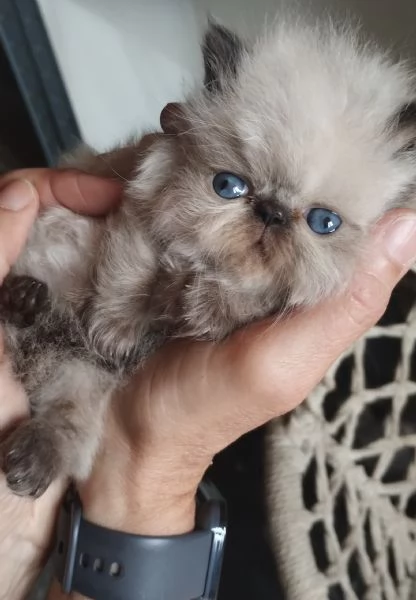 Gattino persiano ipertipico 