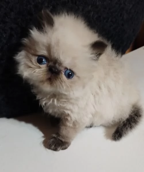 Gattino persiano ipertipico  | Foto 0