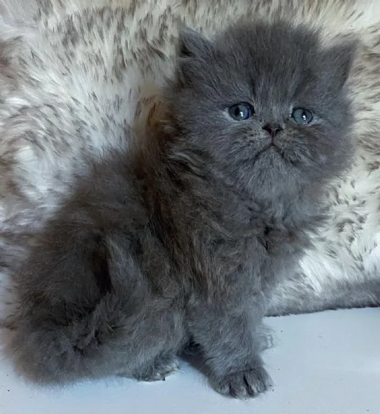 Gattina persiana femmina  | Foto 5
