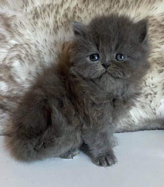 Gattina persiana femmina  | Foto 4