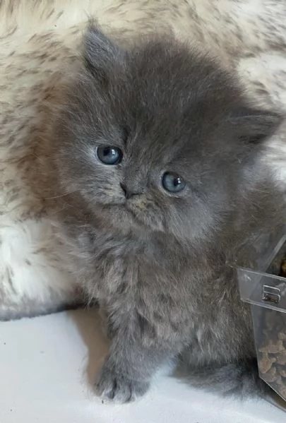 Gattina persiana femmina  | Foto 3