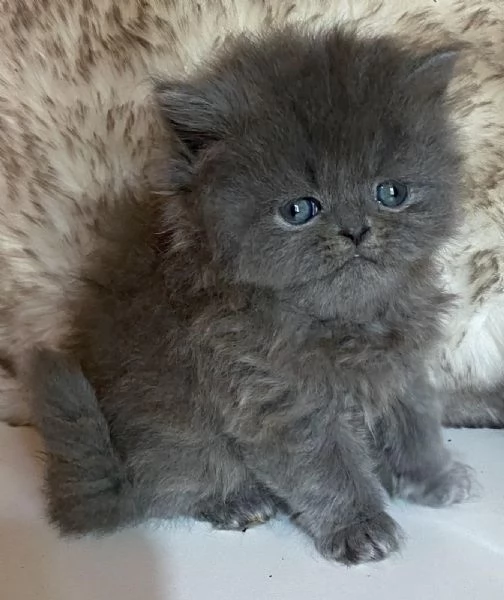 Gattina persiana femmina  | Foto 2