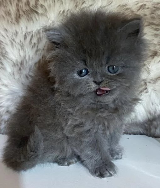 Gattina persiana femmina  | Foto 1