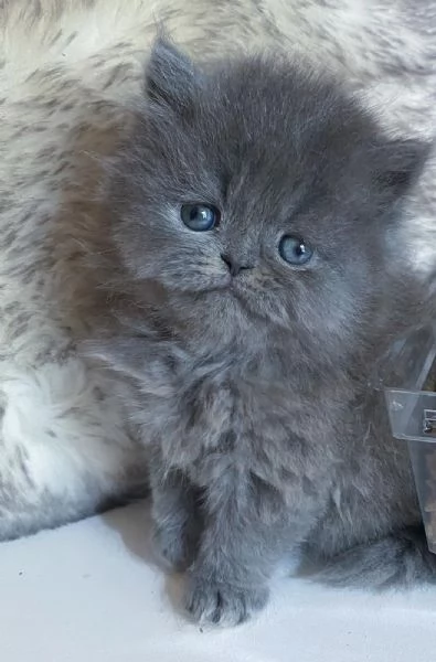Gattina persiana femmina 