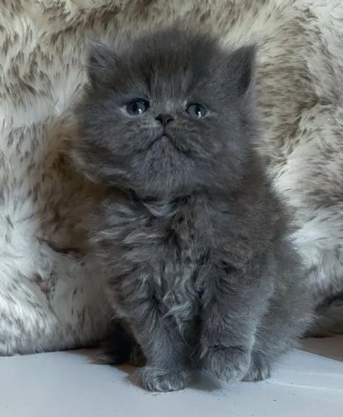 Gattina persiana femmina  | Foto 0