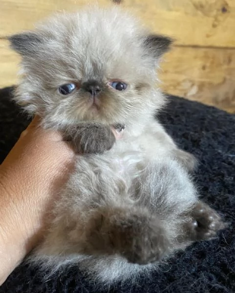 Gattino PERSIANO color point occhi azzurri MASCHIO | Foto 5