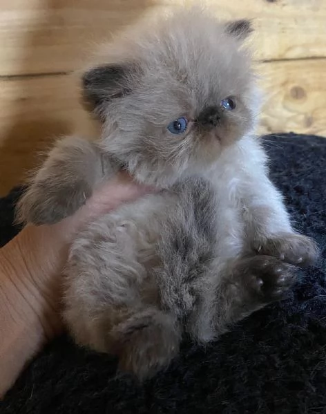 Gattino PERSIANO color point occhi azzurri MASCHIO | Foto 4