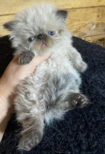 Gattino PERSIANO color point occhi azzurri MASCHIO | Foto 3