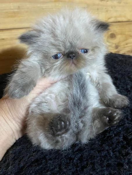 Gattino PERSIANO color point occhi azzurri MASCHIO | Foto 0