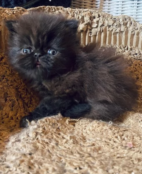 Gattino nero persiano ipertipico maschio  | Foto 6