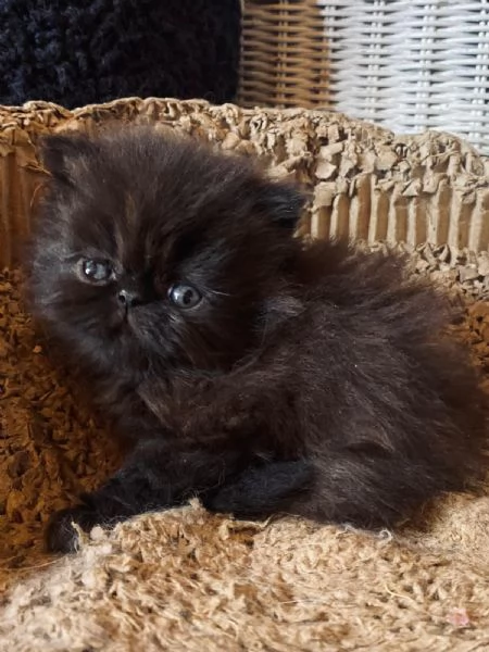 Gattino nero persiano ipertipico maschio 
