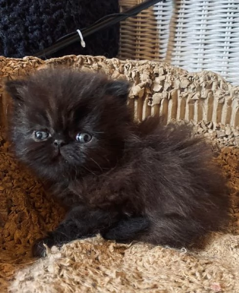 Gattino nero persiano ipertipico maschio  | Foto 5