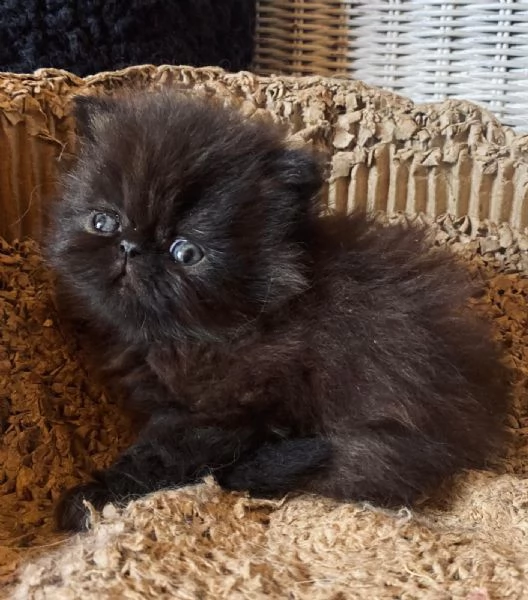Gattino nero persiano ipertipico maschio  | Foto 4