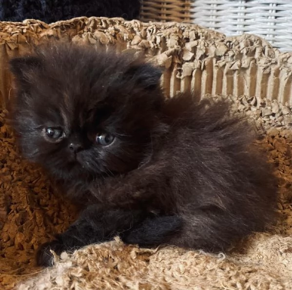 Gattino nero persiano ipertipico maschio  | Foto 3