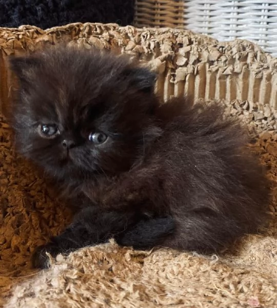 Gattino nero persiano ipertipico maschio  | Foto 2