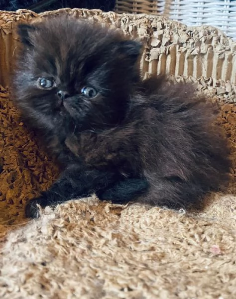 Gattino nero persiano ipertipico maschio  | Foto 1