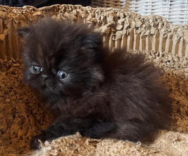 Gattino nero persiano ipertipico maschio  | Foto 0