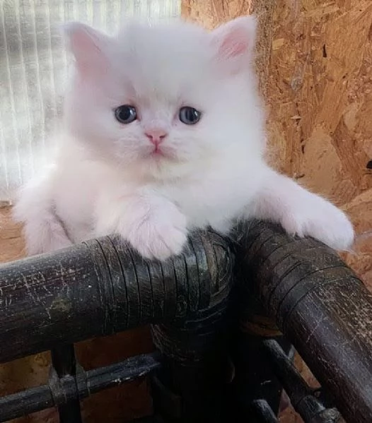Gattino persiano maschio  | Foto 2